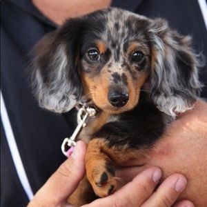 Meet your Posher, Krista